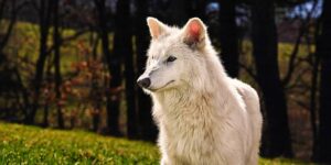 Reviving the Dire Wolf: Colossal Biosciences' Genetic Breakthrough